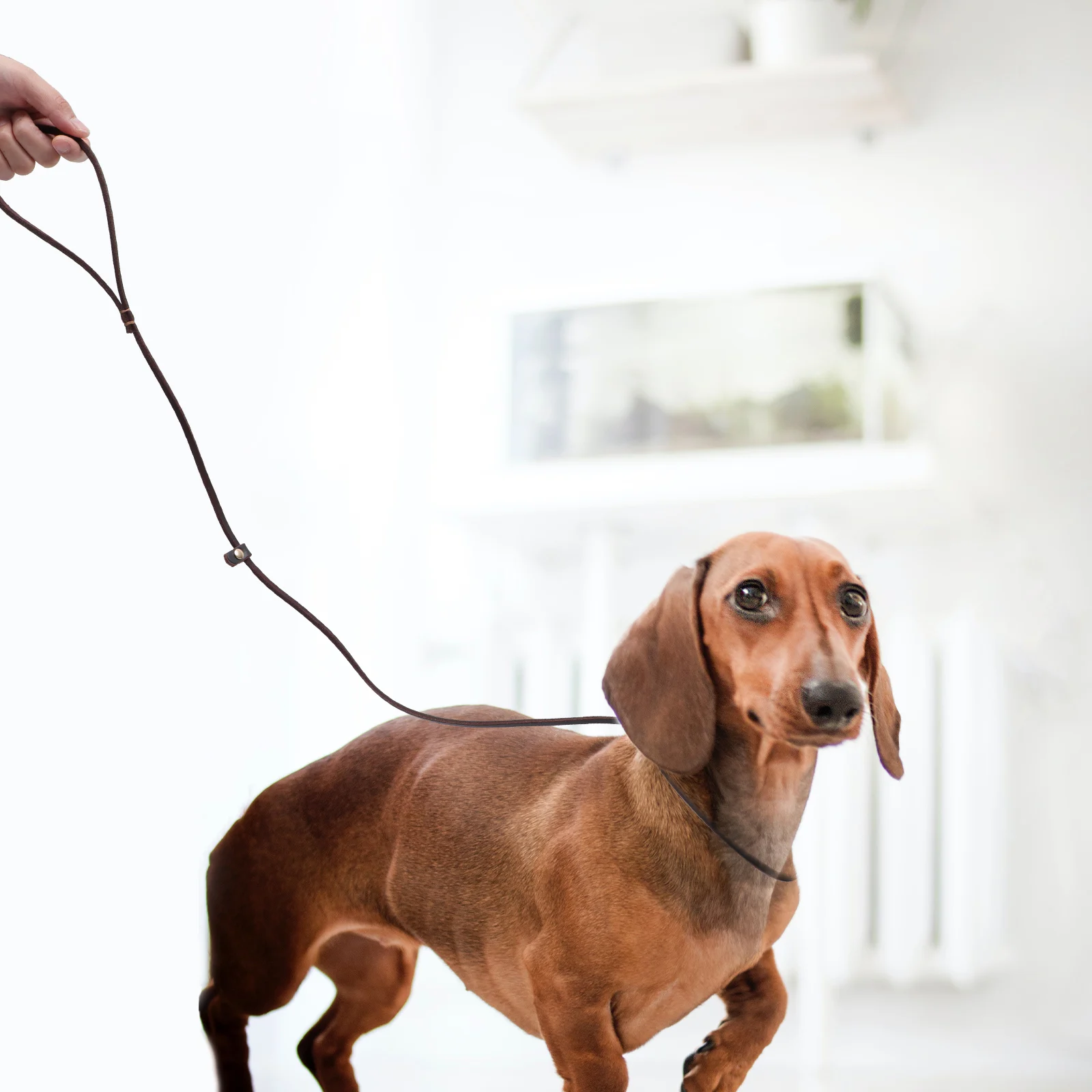 

Cowhide Dog Leash Pet Traction Rope Durable Practical Hands Free Small Medium Dogs Chihuahua Poodle Puppy Daily Jogging Hiking