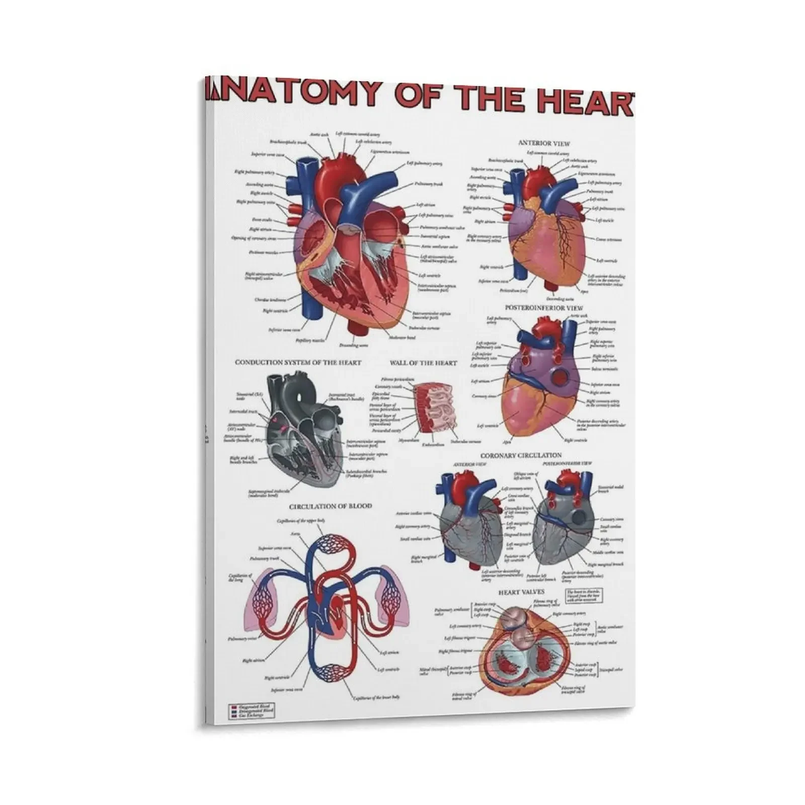 

Heart Anatomy Knowledge Canvas Painting decorative wall poster luxury home decor living room decoration