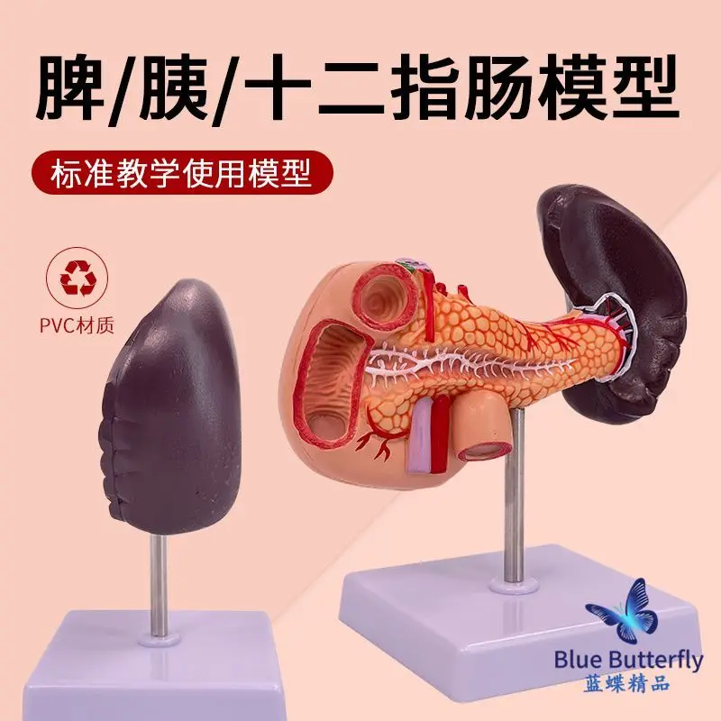 

Anatomical model of human liver, spleen, and pancreas, digestive system model, abdominal trunk, liver and portal vein model