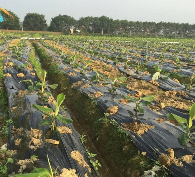 2025년 농업용 비닐 PE 천공 멀칭 필름