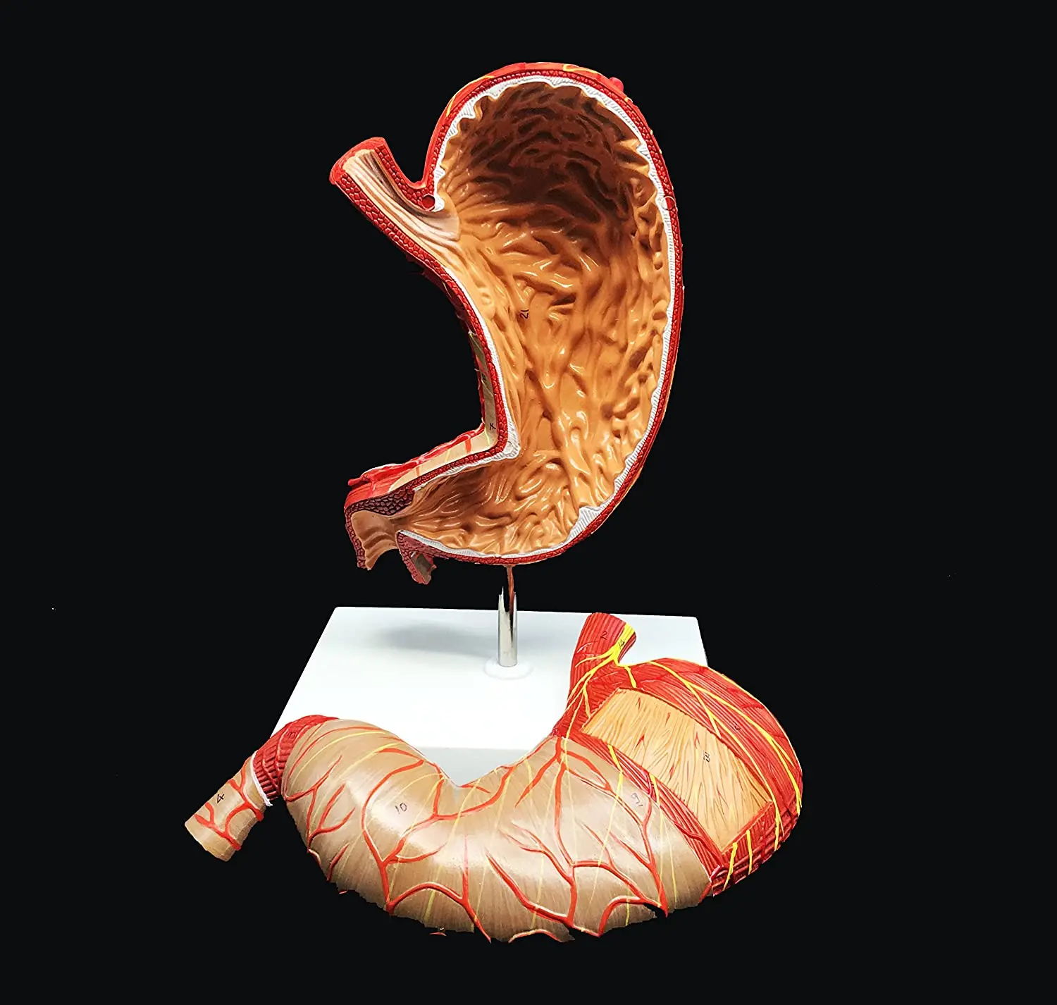 

Human Stomach Model 1.5X Enlarged Anatomical Model Anatomy for Science Classroom Study Display Teaching Medical Model