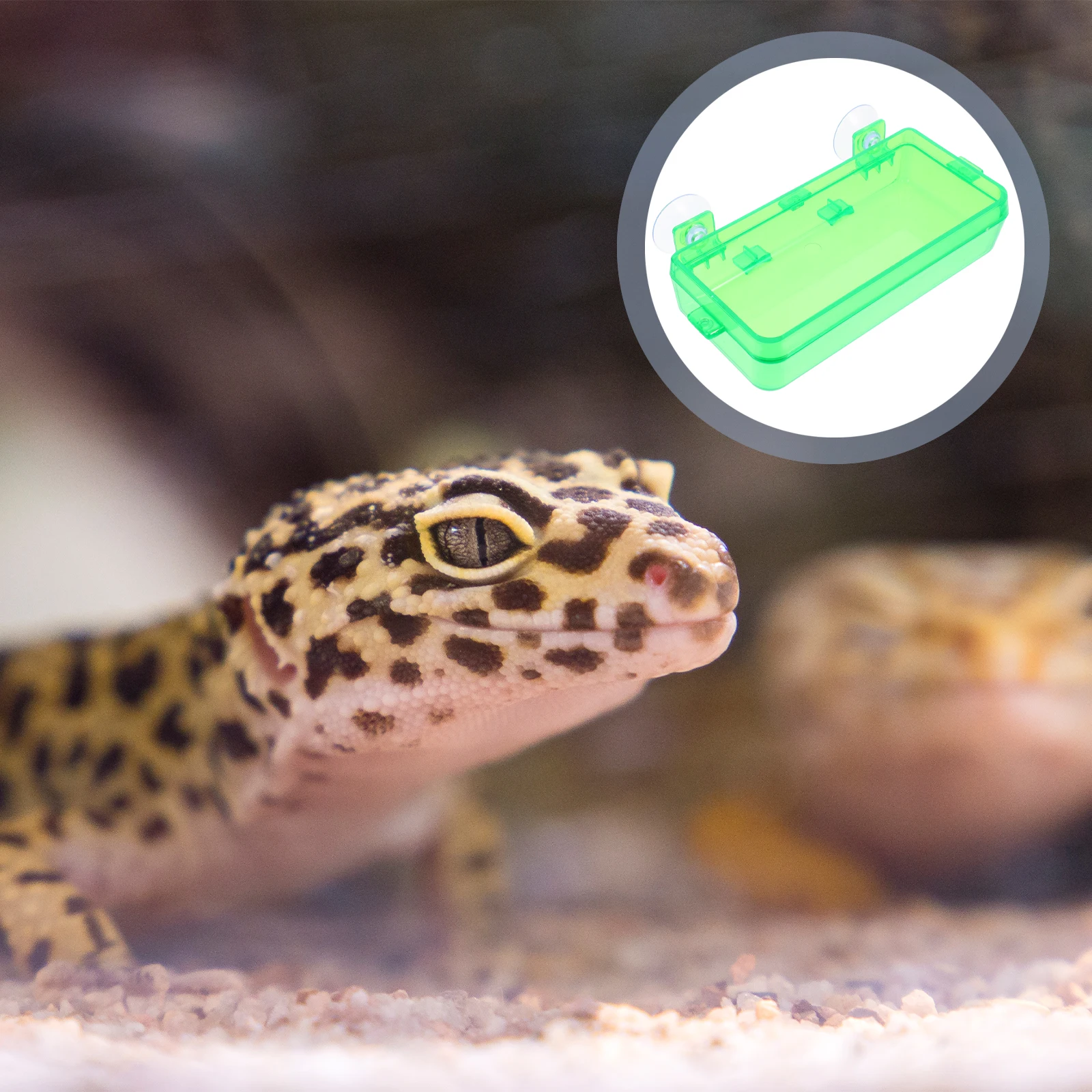 

2pcs Anti-Escape Feeding Boxes Suction Cup Food Bowl Water Dish For Geckos Worms Multi-Function Cage Accessories Reptile