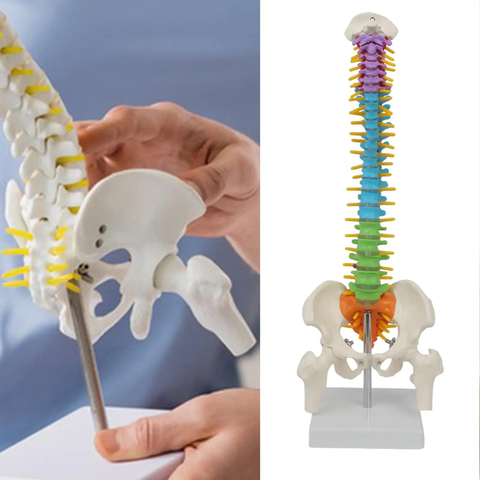 

Модель позвоночника человека, гибкий шнур позвоночника 45 см с тазовой позвоночницей, модель позвоночника, модель скелета для обучения, обучения, науки