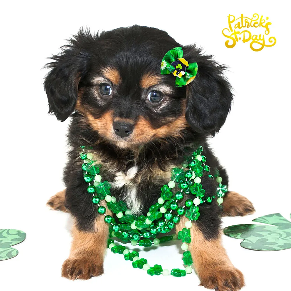 20PCS Saint Patrick\'s Day Pet Supplies Dog Bows Puppy Cat Hair Bows Rubber Bands for Dogs Cute Headwear Dog Hair Accessories