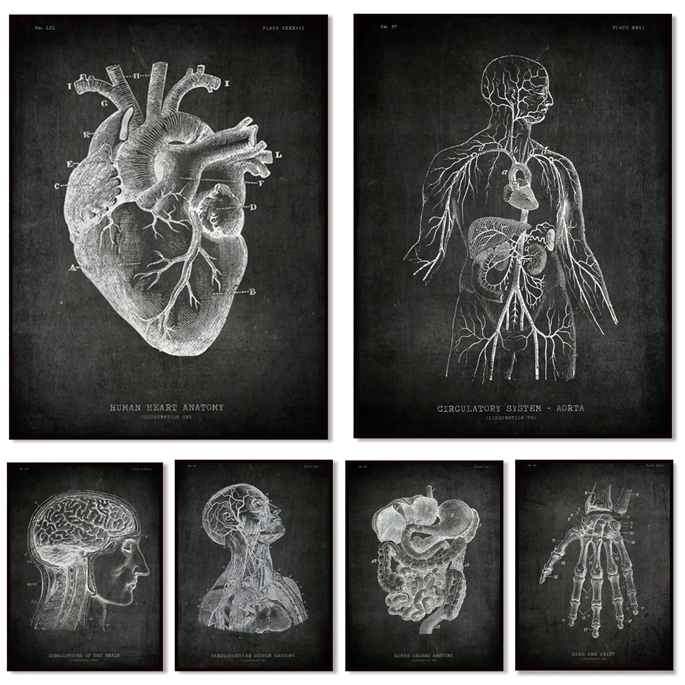 Cardiovascular system, digestive system, brain, heart, hands, back muscles, skull, human aorta anatomy poster, structure art
