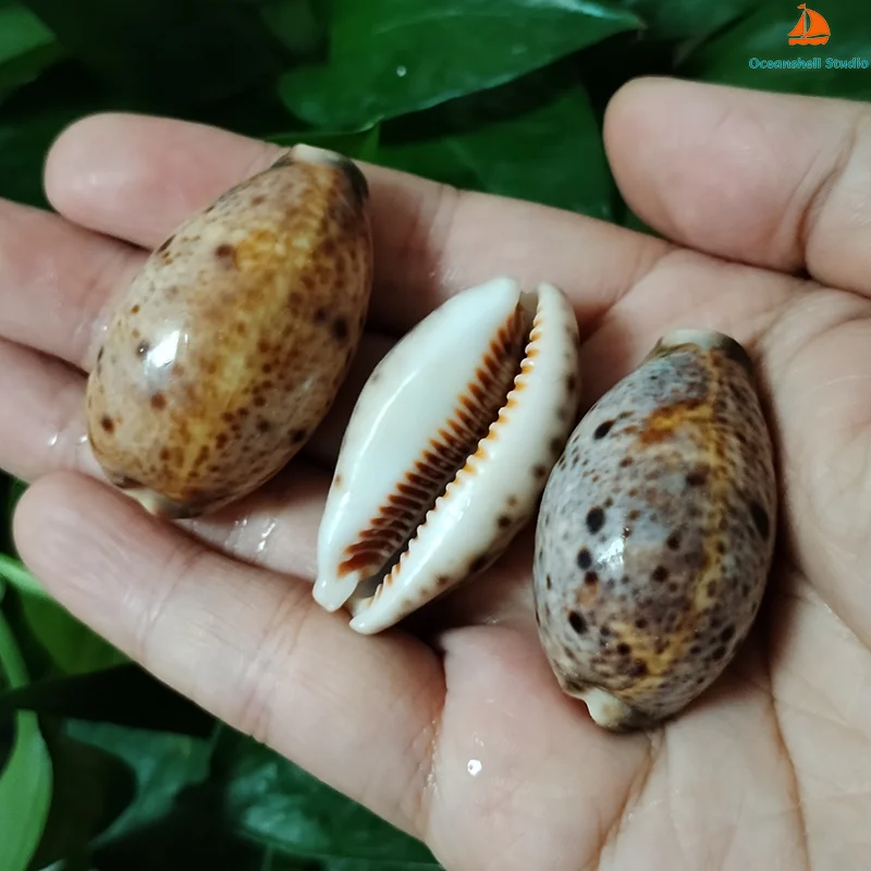 3 PCS Lynx Cowry Shells Natural Eyed Lyncina Cowrie Seashell For Aquarium Landscaping Shell Ornaments Fish Tank, Candle Making