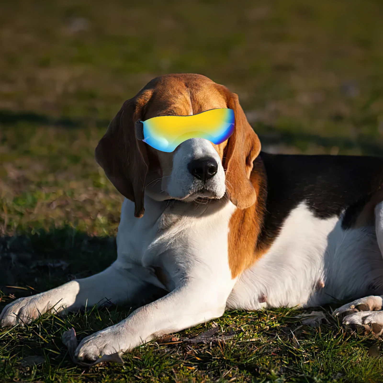 

Pet Sunglasses Small Dog Goggles Puppy for Dogs Outdoor Uv Protection Water Proof