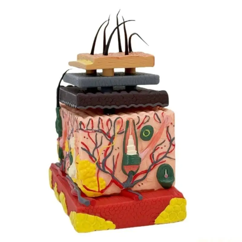 

Skin Model Human Anatomical Skin Magnified Tissue Structure Model Medicals Model
