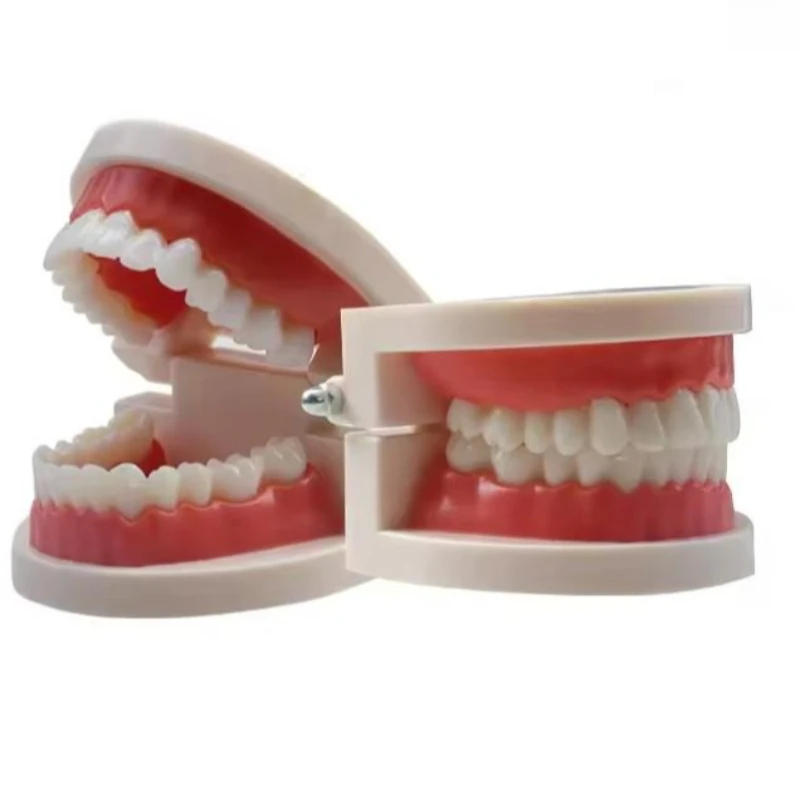 5Pcs Adult Standard Teeth Model Denture Demonstration Mold Dental Teaching Display Washable Study Tool