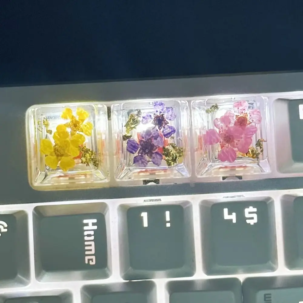 Translucent Dried F…