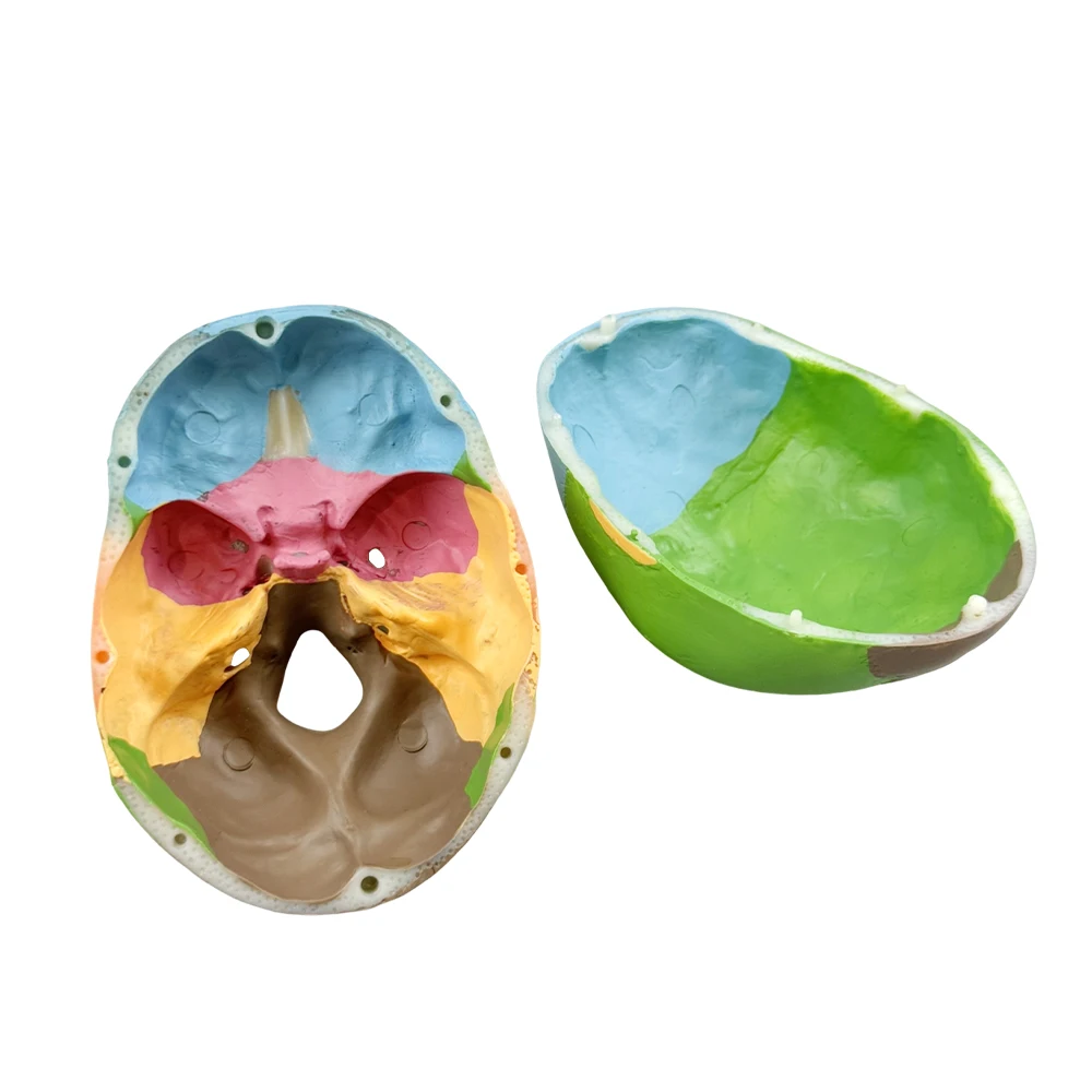 

1pc Dental Removable Teaching Skull Anatomy Model Medical Simulation Tool Adult Anatomy Head Bone Model Dental Teaching Exercise