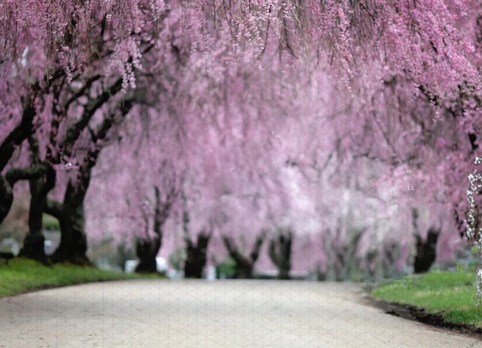 

Johnson Cherry Blossom Row tree grass road backdrops High quality computer print scenic Photography Studio Backgrounds