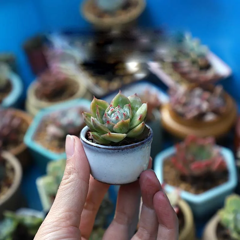 

Coarse Pottery Semi Glaze Mini Fleshy Flowerpot Mini Pot Pocket Green Plant Home Decoration Thumb Flowerpot With Hole ZC528
