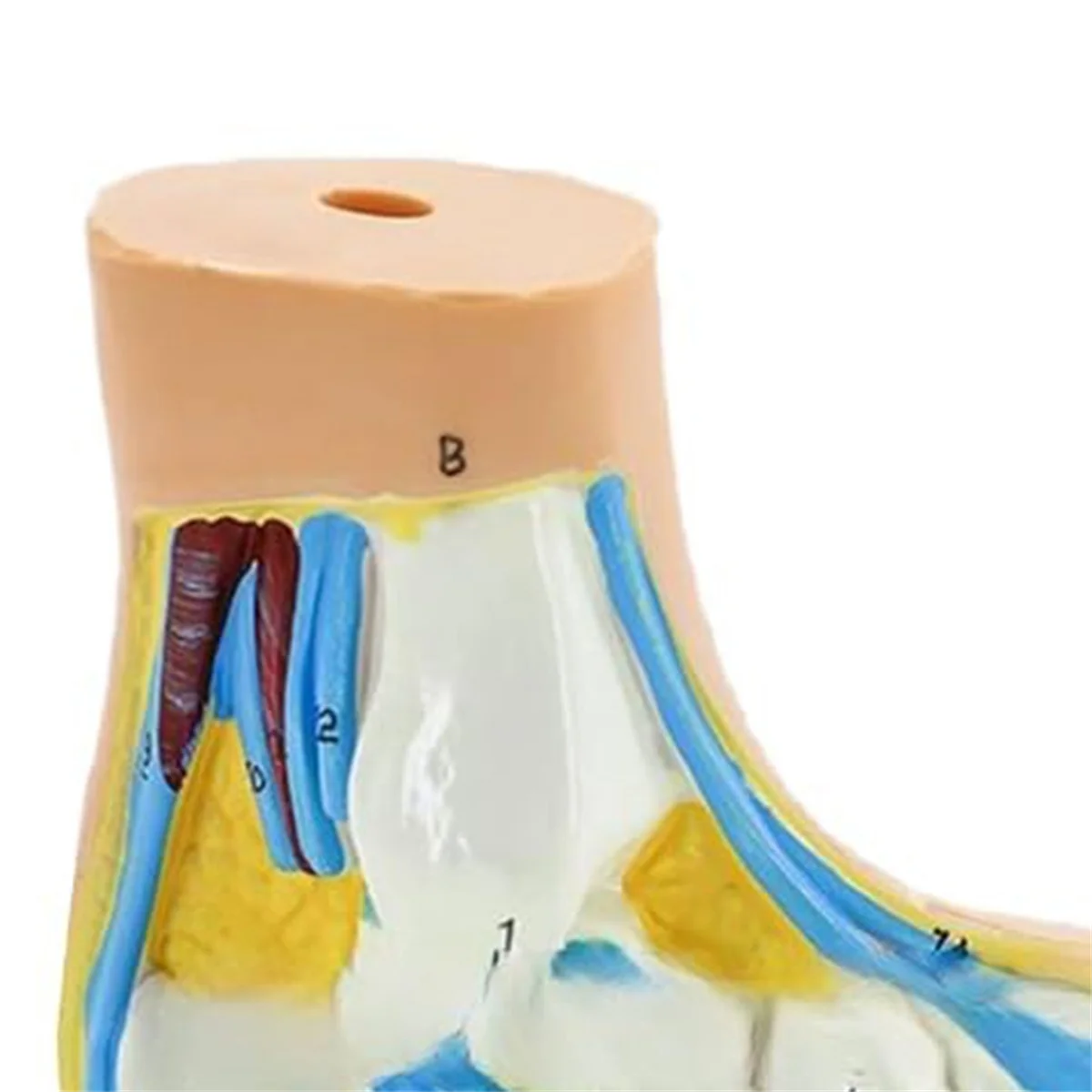Modelo de anatomia do pé Gfc, modelo de pé de anatomia humana, modelo de pé arqueado plano normal, modelo de músculo do pé humano pés chatos (pé plano)
