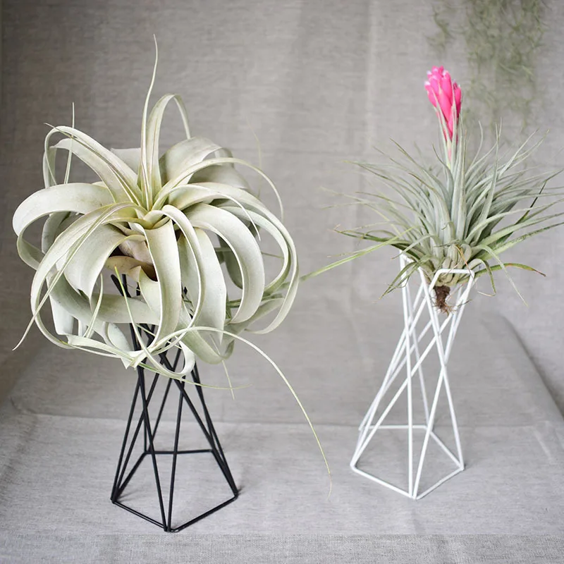 Rustic Irregular Flower Plant Pot Holder Geometric Metal Rack Air Plants Holder Rack Nordic Style Garden Display Decoration RE