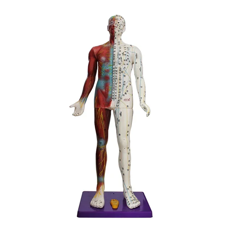 Meridian Model Human Acupuncture Point Human Body Model 85cm Medical Education Appliances Male