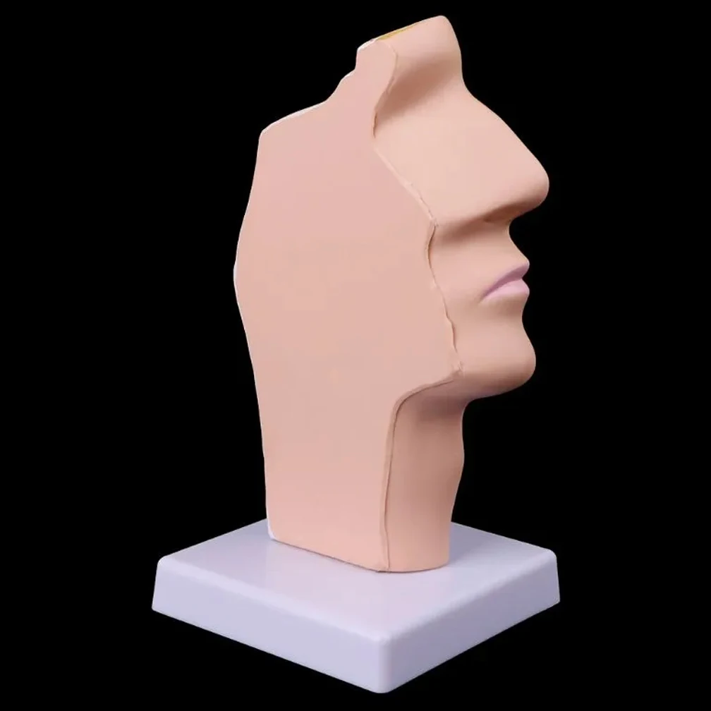 Modelo de cavidad Nasal humana, modelo de cavidad Oral, modelo anatómico de faringe y laringe, modelado de Otolaringología de cavidad faríngea