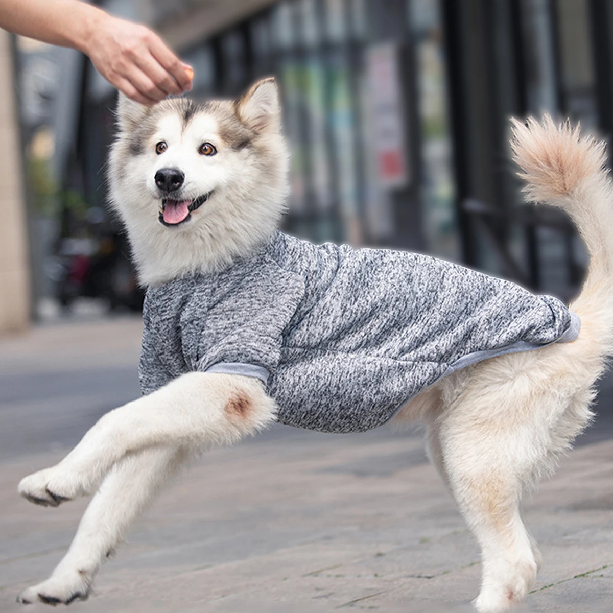 Sudaderas para perros medianos y grandes, ropa de otoño e invierno, suministros para mascotas, Golden Satsuma Huskies Border Collies