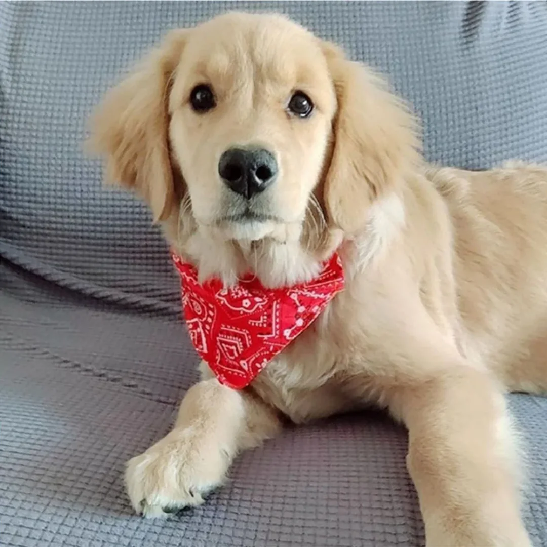 

Dog Collar Bandana Scarf Collar Adjustable Dog Bandanas Collar Puppy Cat Neckerchief Pet Accessories for Small Medium Large Dogs
