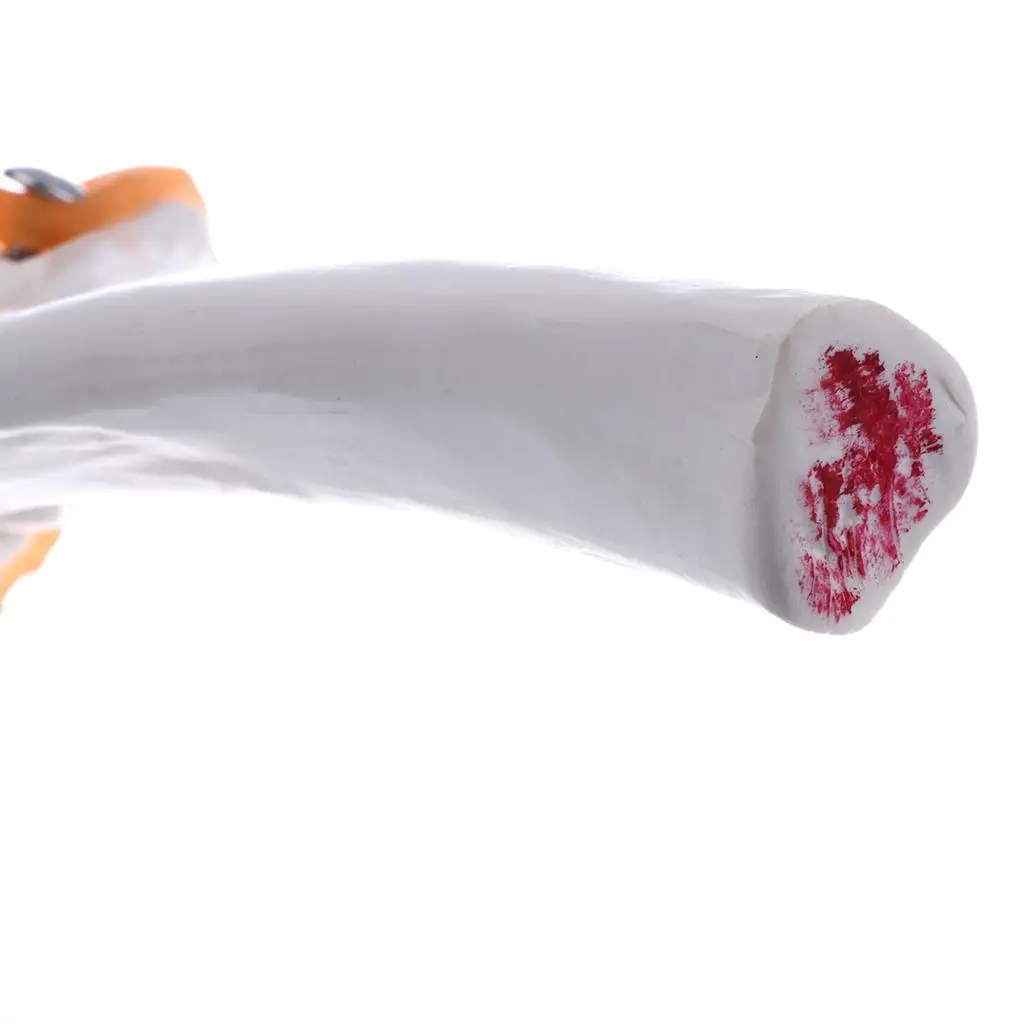 PVC Human Elbow Joint Statue High Detail Skeleton Model for Science Lab and School Classroom