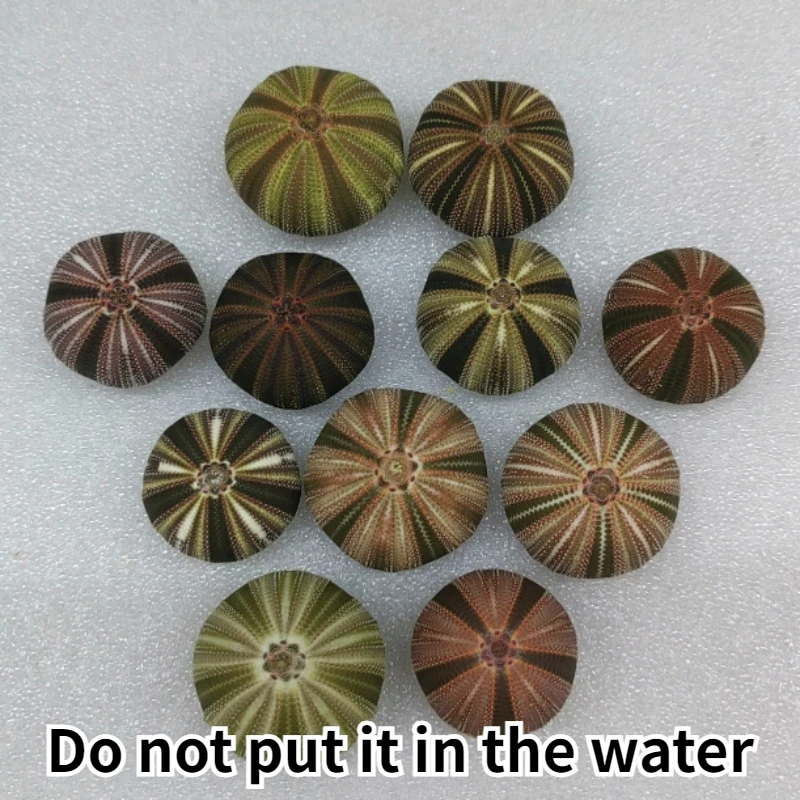 Colorful Messilia Gtobtdus 3-4cm Natural Sea Urchin Shell Collection Decoration for Friends Beach Decorations for Home