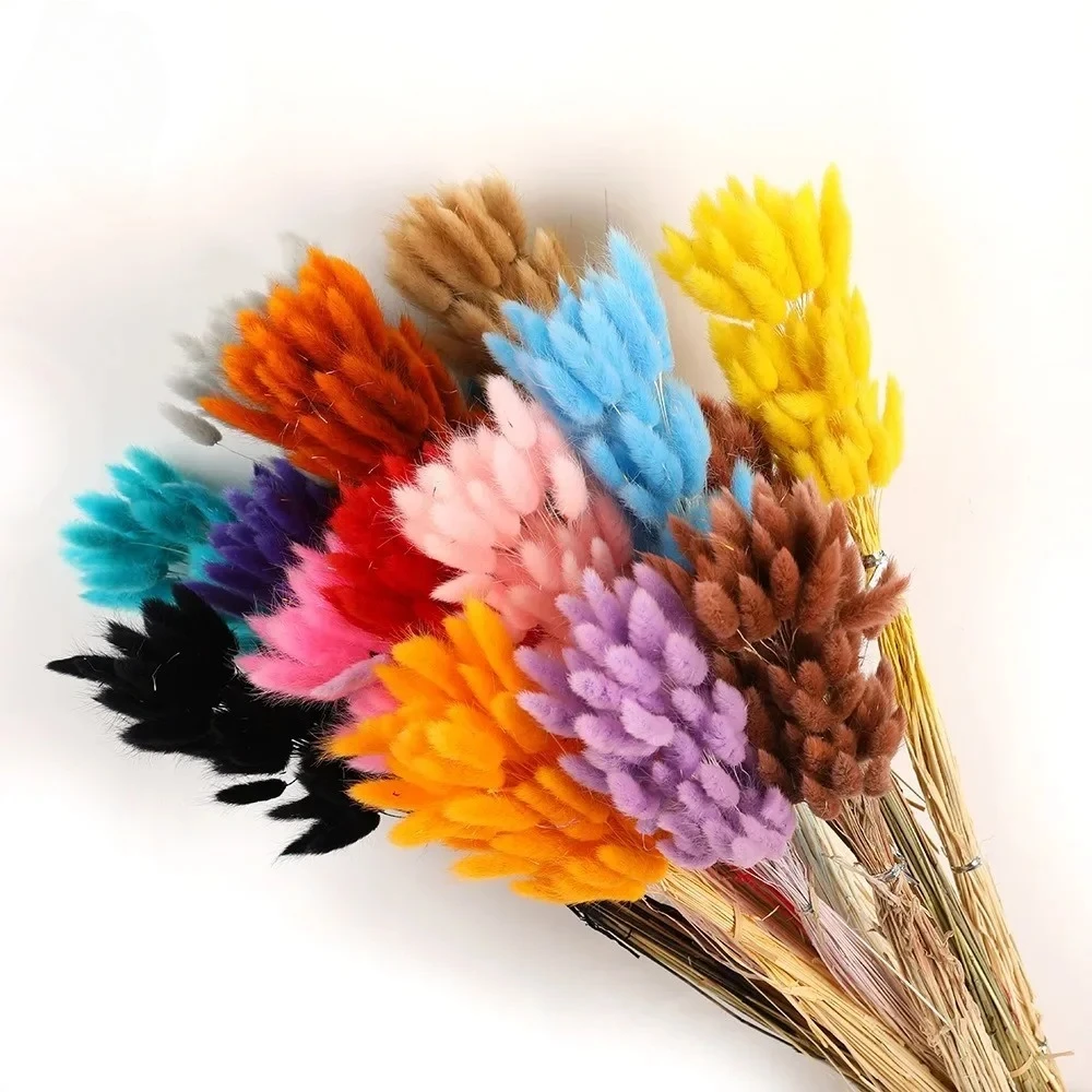 60pcs/bundle Natural Bunny Rabbit Tail Grass Dried Flower Home Decor Bouquet Colorful Lagurus Ovatus Wedding Floral Arrangements - Image 4
