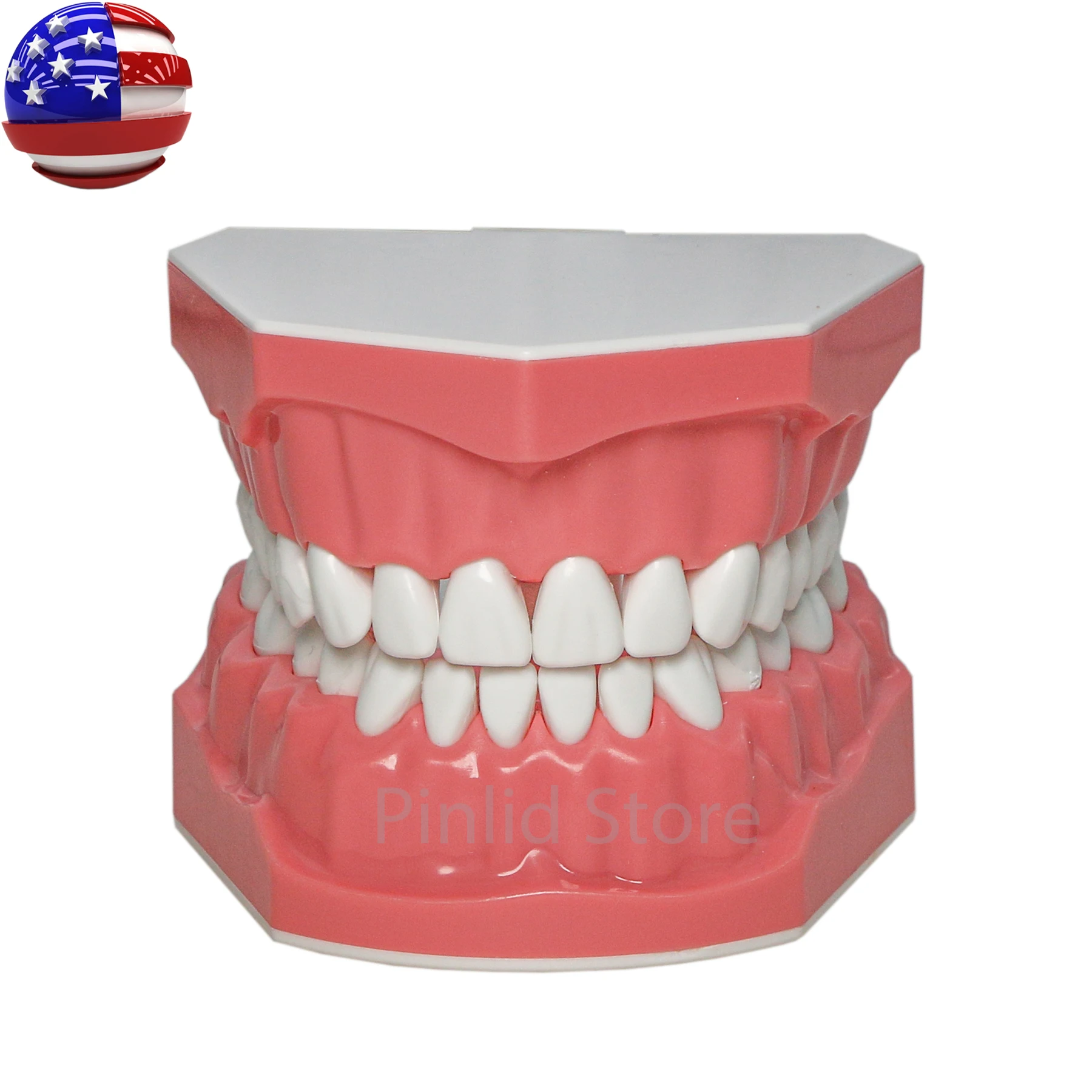 Dental model 1:1 standard Orthodontic with wire brackets Can be used for patient or student hands-on demonstration 7010-1