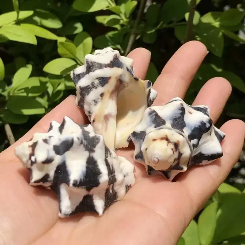 Natural Shell Conch Cow Snail Hermit Crab Roll Shellfish Replacement Shell Fish Tank Landscaping Aquarium Decoration