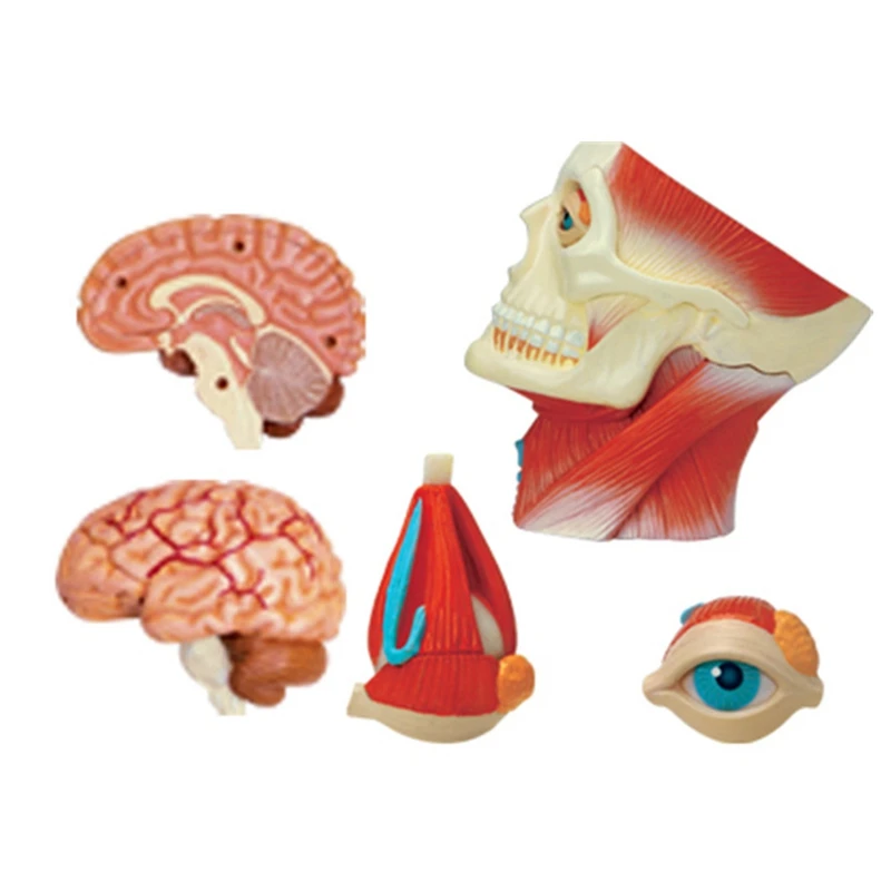 Medical-Torso Human Body Model Education Head Muscles Organs Model for Student Teaching Study Assembling Model-DTA9
