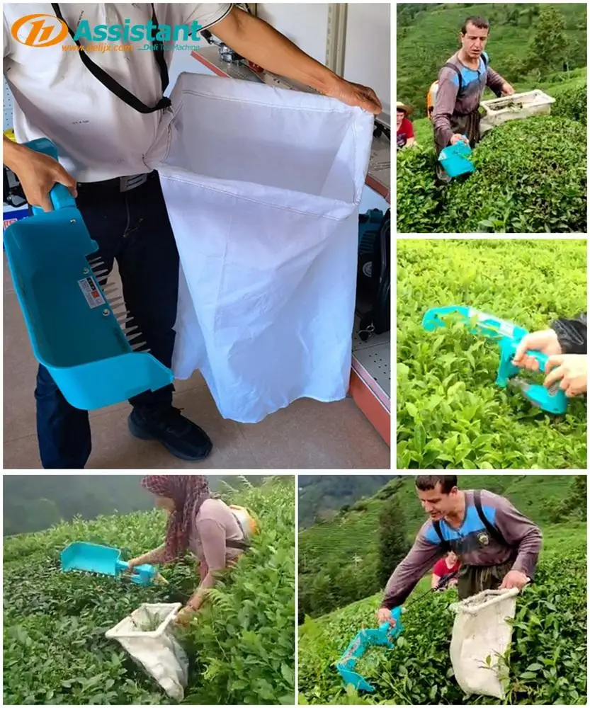 200W Professional Tea Picking Machine Tea Leaf Picker With Lithium Battery Tea Plucker Plucking Machine