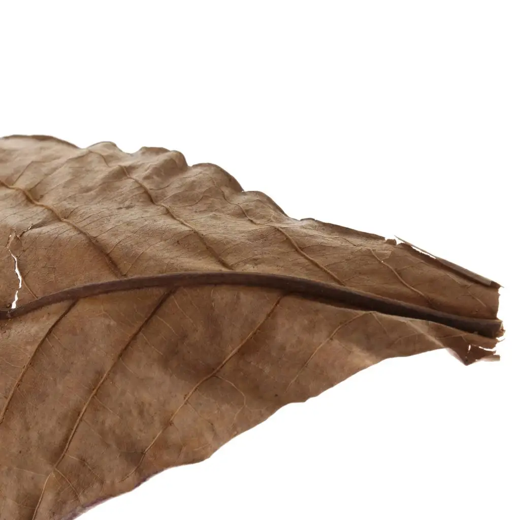 Fish Aquariums Indian Almond Leaves Brown All Water Types for Shrimps Betta Tropical Fish Breeding Improvement