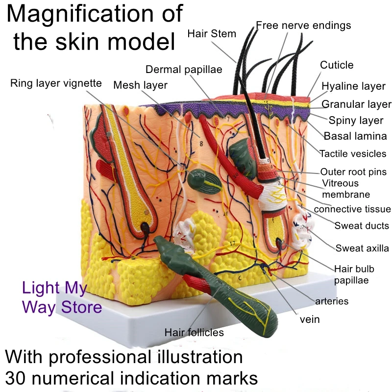 Medical cosmetic plastic three-dimensional skin model 35-70 times human skin tissue structure magnification anatomical model