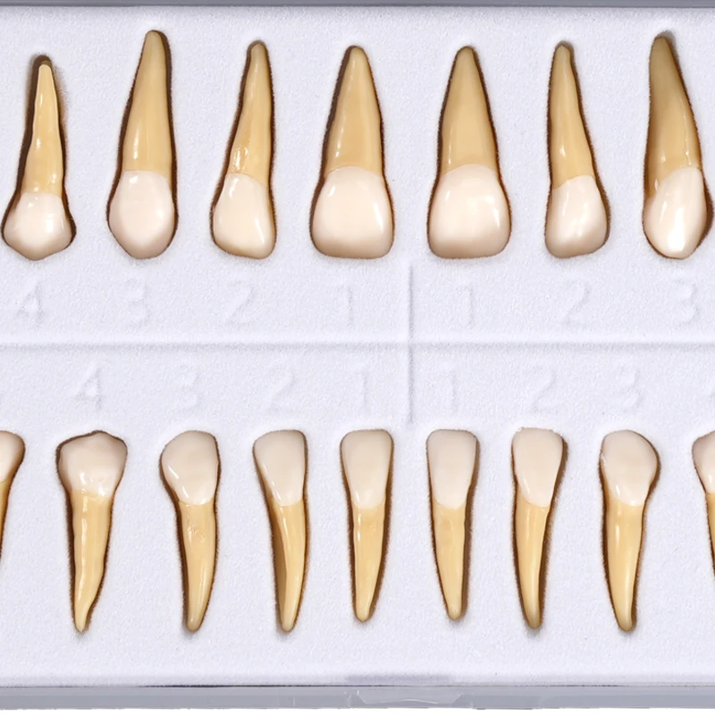 28 قطعة نموذج لشكل الأسنان الدائم محاكاة 1: 1 نموذج أسنان معزول مع الجذر القياسية الكبار أدوات الدراسة التدريس التشريحي