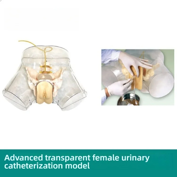 Advanced Transparent Female Manikin PVC Plastic Medical Science Catheterization Training Simulator Nursing Model For Practical