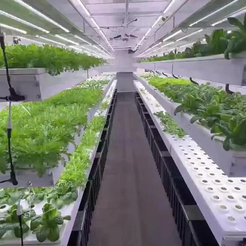 Hydroponic Container for Microgreens with Vertical Trays Auto Lighting System for Commercial Growing Plant Custom