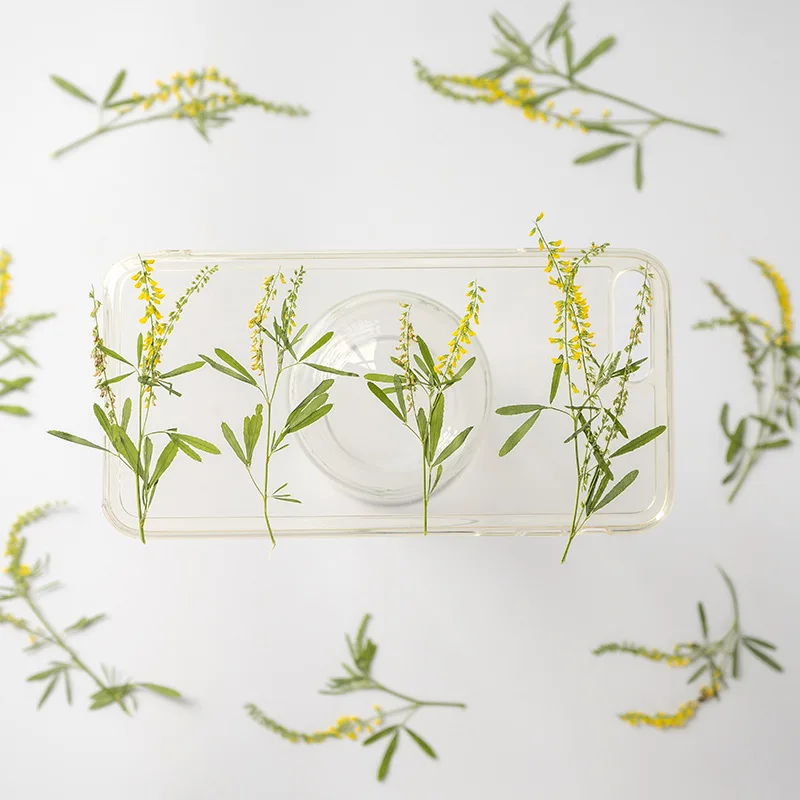 60pcs Pressed Dried Yellow Melilotus Officinalis Stalk Flower Plant Herbarium For Jewelry Phone Case Bookmark Postcard Craft DIY