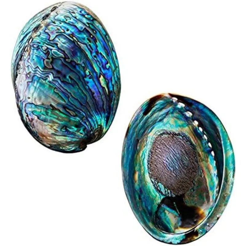 Polished Abalone Shell for Smudging Cleansing Home Meditation Incense Holder Home Décor and Gift 100% Natural  NewZealand Shell