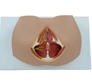 

Female Perineum Anatomical Model Medical Science Woman Perineal Anatomy Simulator Teaching Aids for Medicine College Biology and