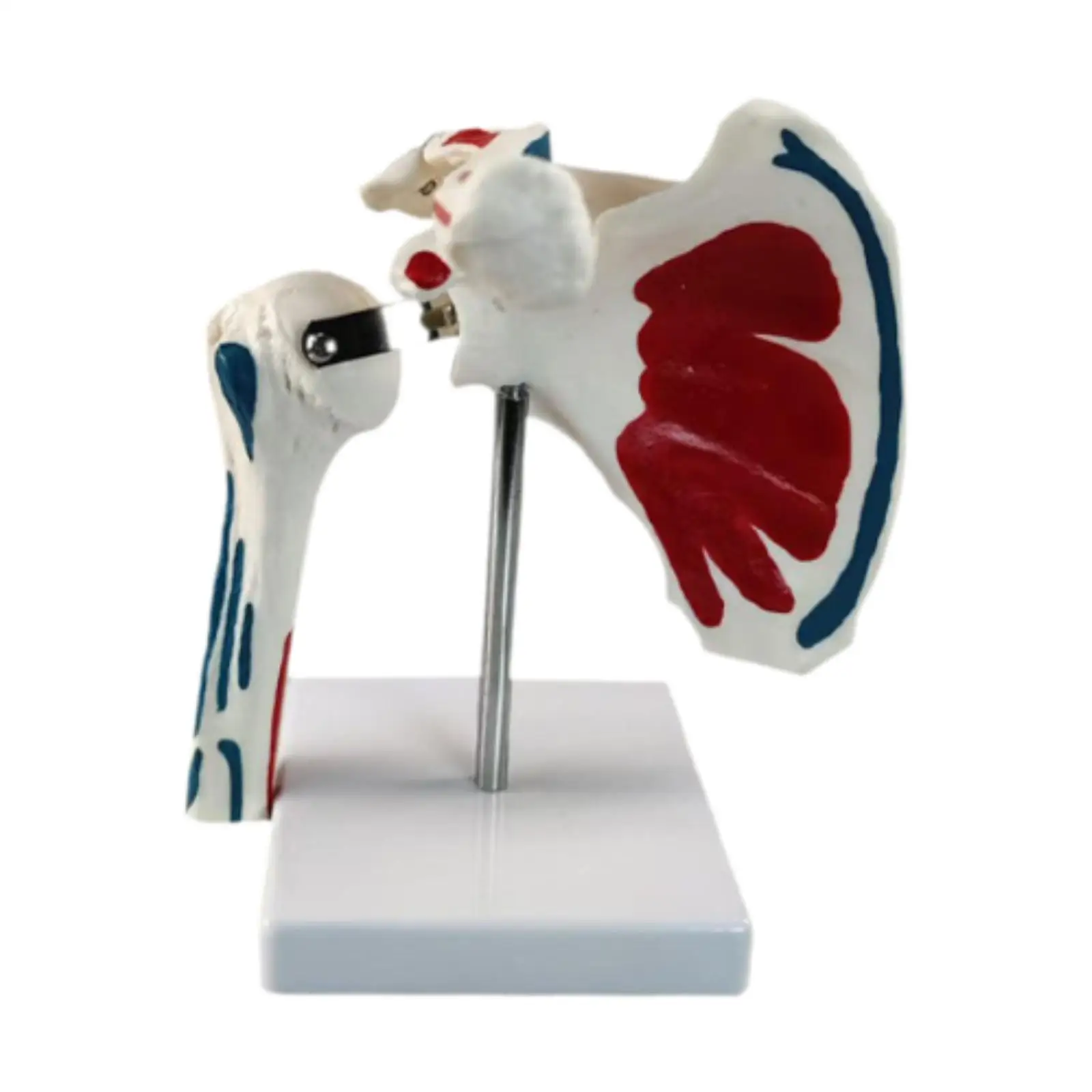 Human Shoulder Joint Model Insertion Points with Ligaments with Stand Muscle Origin Teaching Aid for Classroom School Study