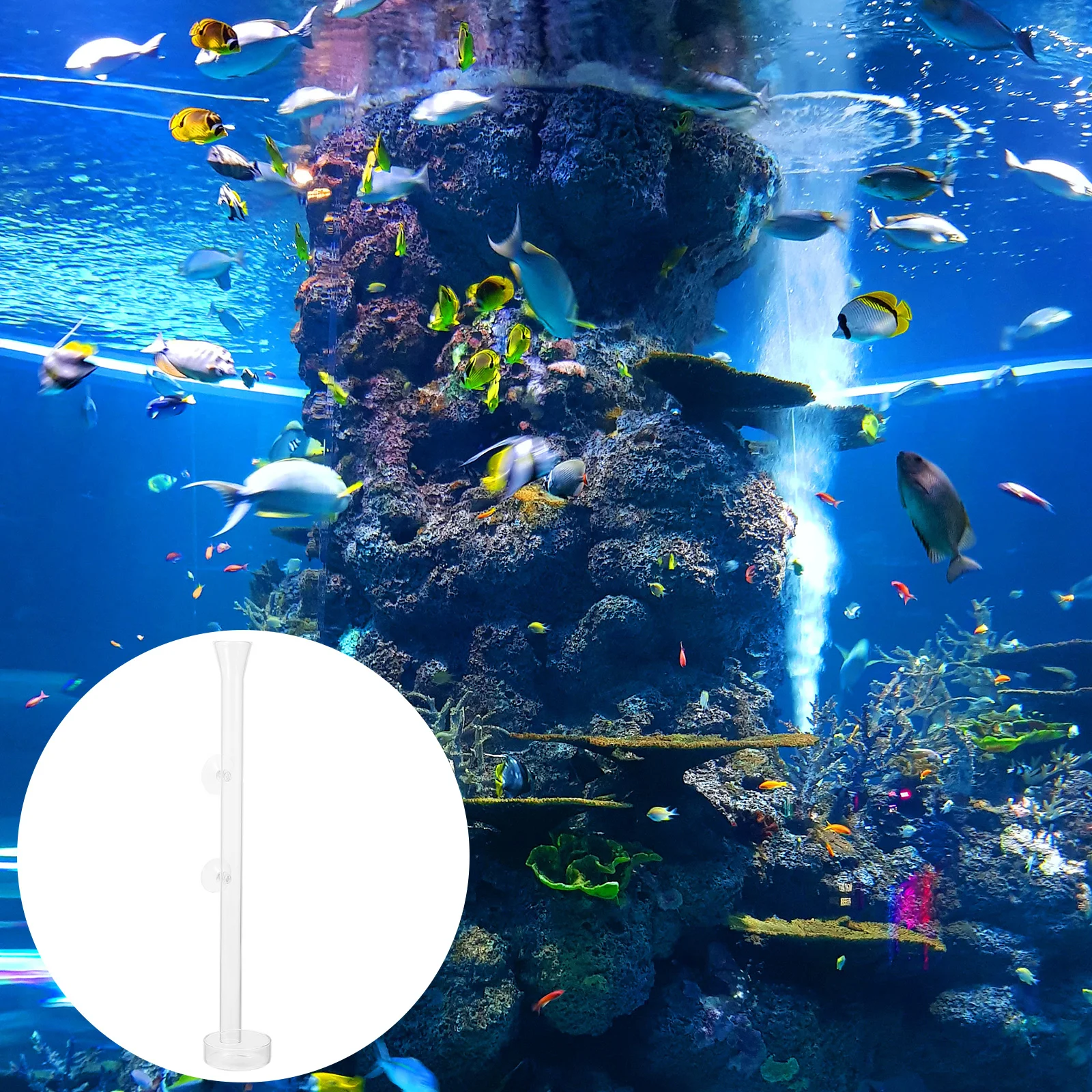 

Shrimp Feeder Tube Durable Safe Transparent Aquarium Fish Tank Feeder Horn Mouth No Leak Suction Cup Fixed Pet