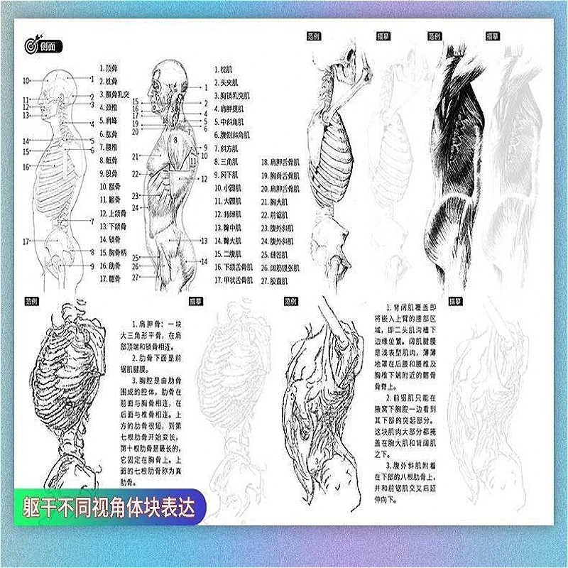 Bridgman Human Body Anatomy Sketch Copy Book , Figure Drawing Practice Tutorial for Art Students Sketching Learning