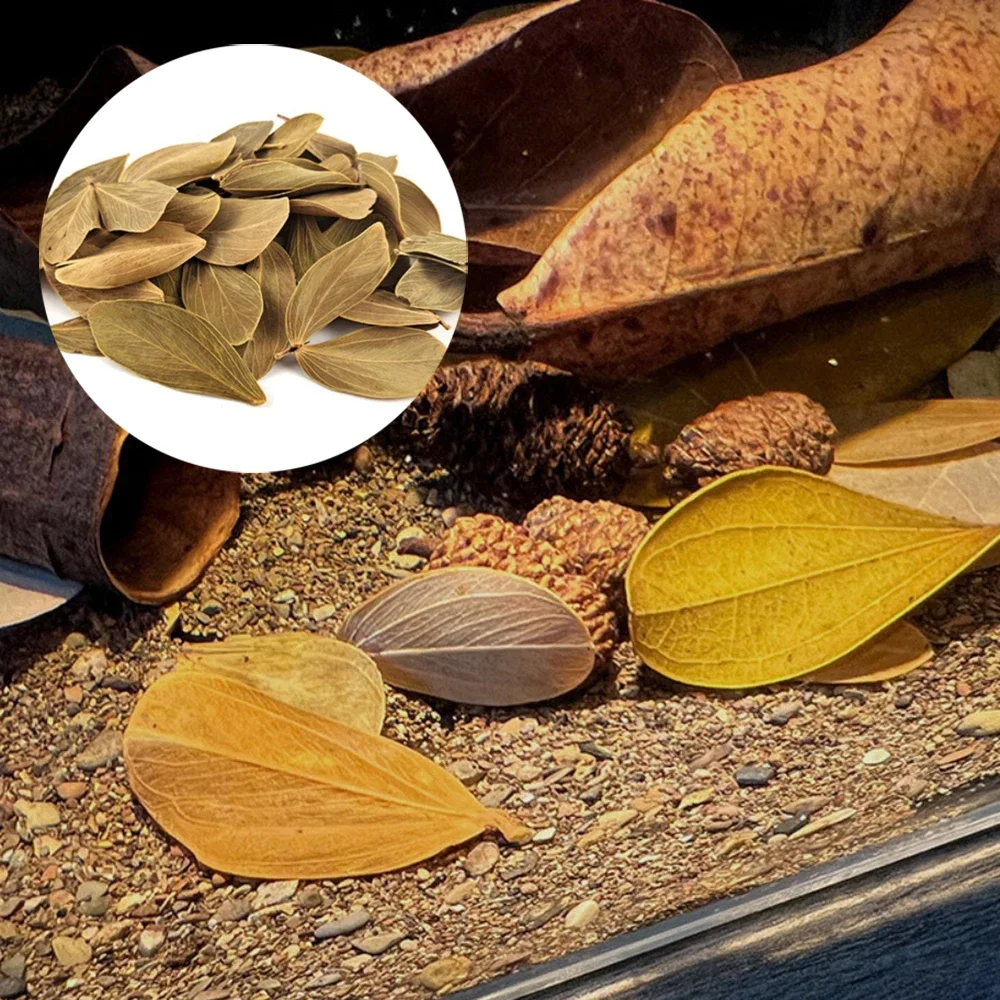 100 قطعة خزانات الأسماك أوراق طبيعية الديكور الطبيعي محطة Catappa Foetida يترك حوض السمك تصفية للبيئة الصحية