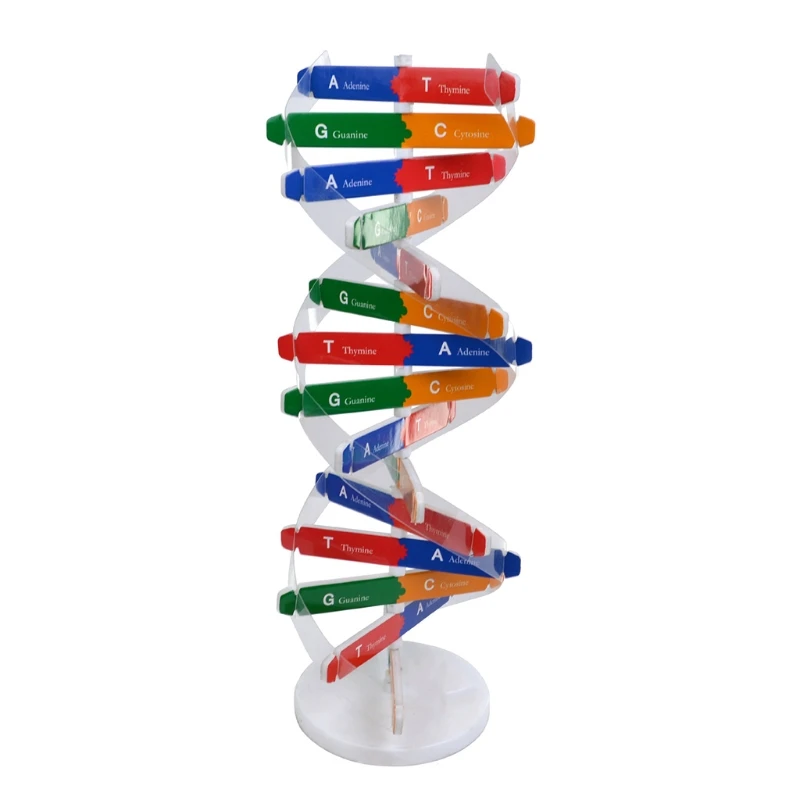 Quebra-cabeça educacional pré-escolar, brinquedo aprendizagem, kits ciências biológicas 3d, faça você mesmo, modelo dna