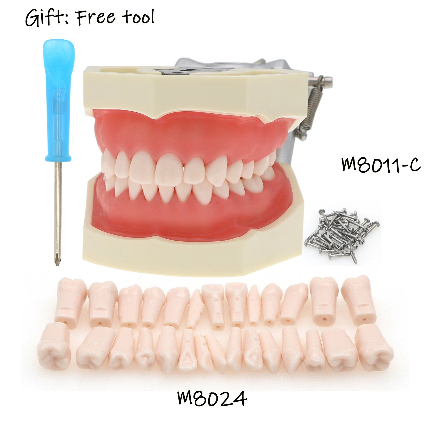 Kilgore Nissin 200 Type Dental Typodont Model 28 pcs Removable Teeth M8011-C/DM8024