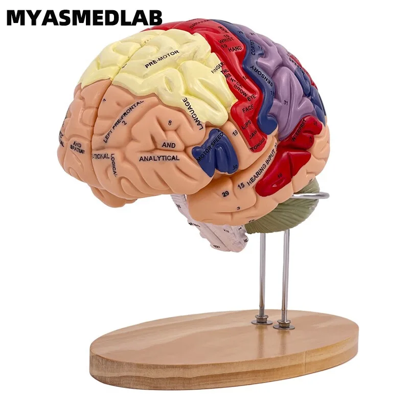 2X Brain Anatomy Model, Psychological Teaching Trunk and Limb Cortical Layer Partition Model，Brain Anatomy Model Specimen