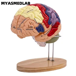 2X Brain Anatomy Model, Psychological Teaching Trunk and Limb Cortical Layer Partition Model，Brain Anatomy Model Specimen