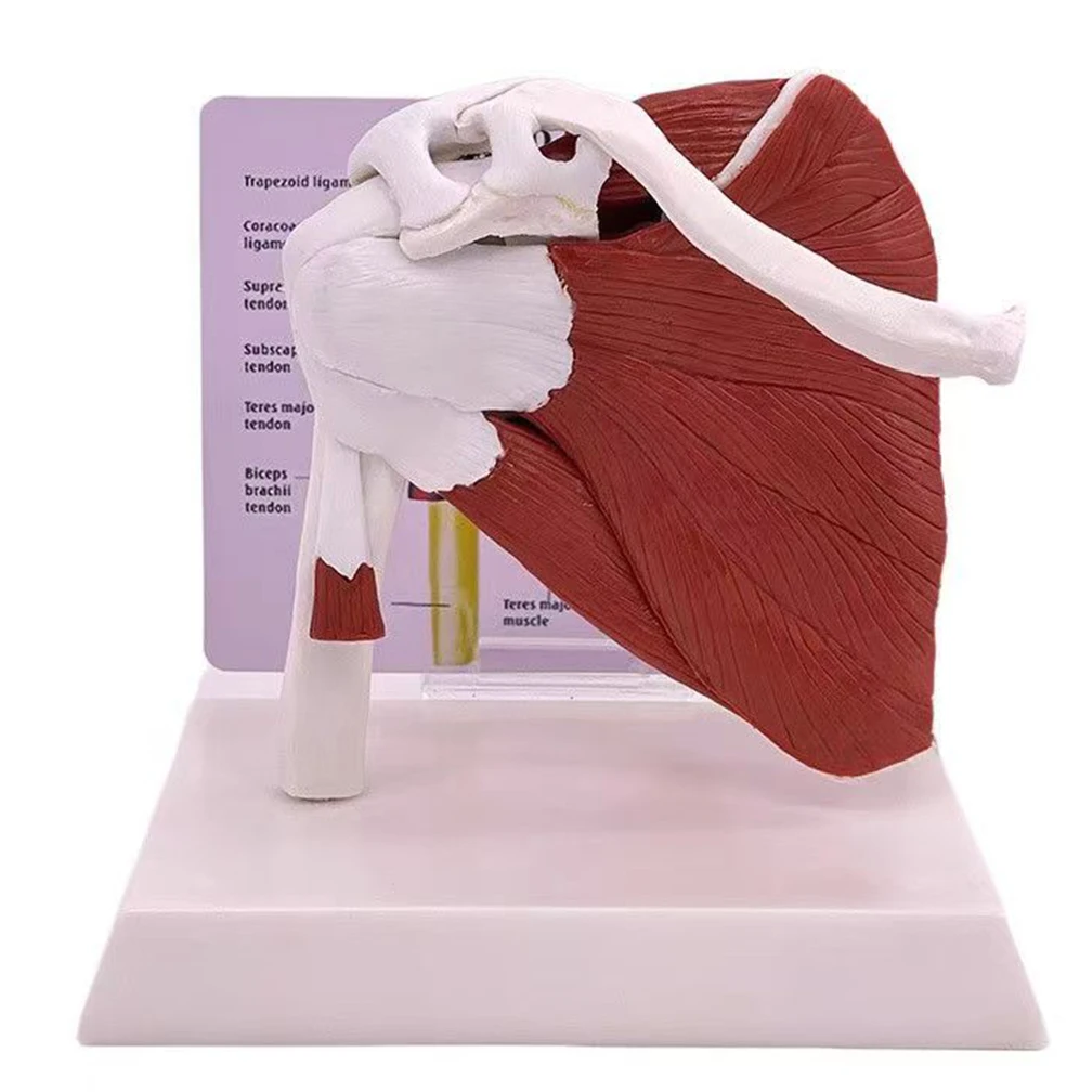 Human Joint Anatomical Model Body Model Scientific Muscled Shoulder Joint Model Human Shoulder Joint with Muscle