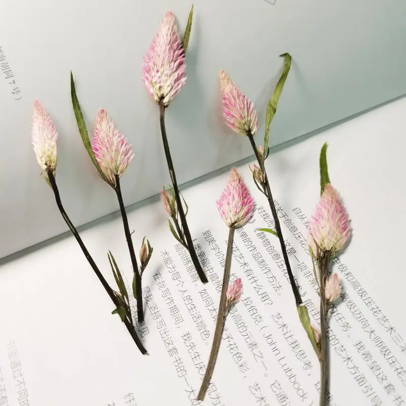 عينات نباتية جديدة، زهور حقيقية مع سيقان، مجموعة مواد الزهور المضغوطة، حافظة هاتف من راتنجات الإيبوكسي، إشارة مرجعية يدوية الصنع، مصباح مكتبي، ملصقات إطار الصورة