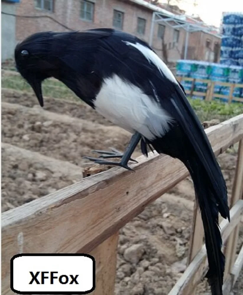 

cute simulation look down Magpie bird model foam&feather Magpie bird gift about 30cm xf0470