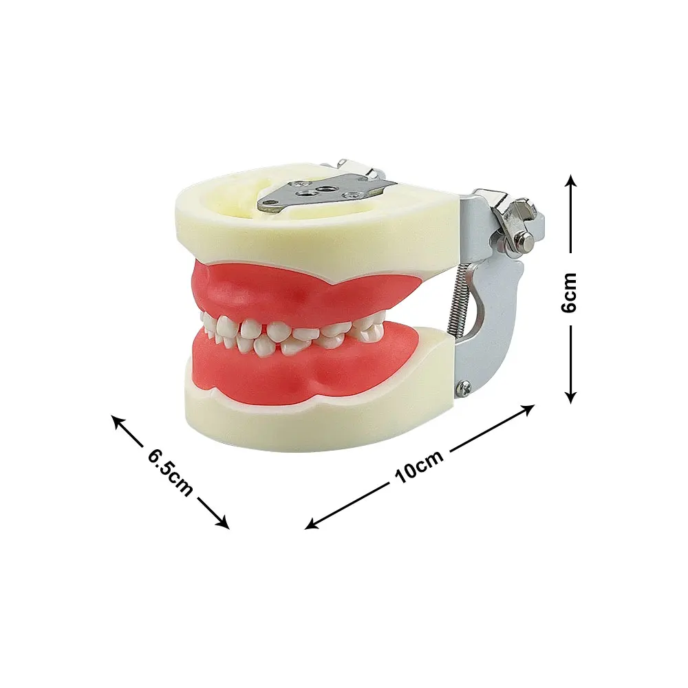 Modelo Dental infantil con 24 Uds. De dientes extraíbles, modelo de dientes de resina, práctica de enseñanza, modelo de mandíbula de dientes de